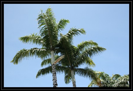 Palmen in Port Douglas